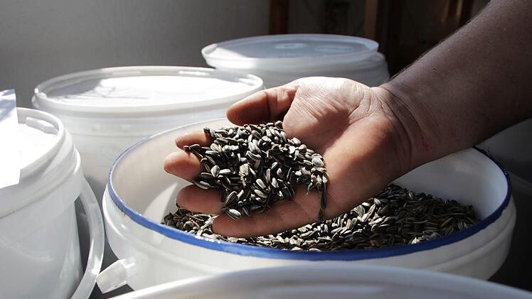Es gibt hell gestreifte und ganz  schwarze Kerne. Letztere sind am ölhaltigsten. Foto: Christian Bauriedel