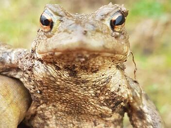 Mit dem vorfr&uuml;hlingshaften Wetter zieht es die Kr&ouml;ten wieder an ihre Laichpl&auml;tze.