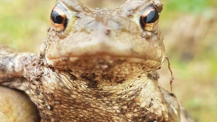 Mit dem vorfr&uuml;hlingshaften Wetter zieht es die Kr&ouml;ten wieder an ihre Laichpl&auml;tze.