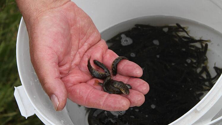 Die Bachforellen-Brütlinge sind winzig und nur wenige Monate alt. Foto: Ulrike Müller