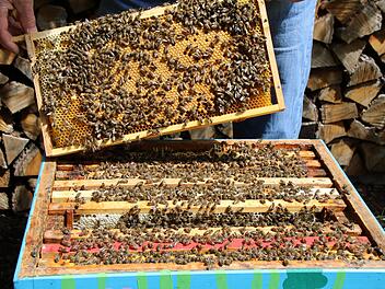 Bienen