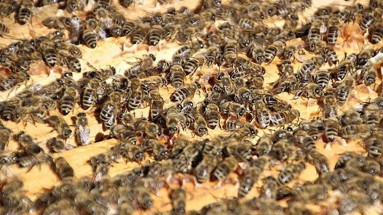 paul sagstetter erfinder D Fuchs (19)