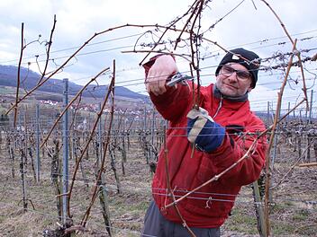 Winzer Oliver Gottschalk aus Sand arbeitet in seinem Weinberg im Oberschwappacher Sommertal.  Foto: Jennifer Brechtelsbauer