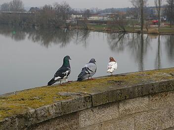 Tauben fühlen sich in Kitzingen wohl. Die Stadt will die Bestände jetzt artgerecht entwickeln und bittet alle Bewohner: Nicht füttern.  Fotos: tom