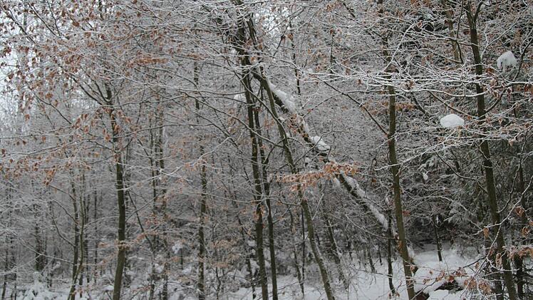 Im Wald sind derzeit viele Äste abgebrochen, ganze Bäume neigen sich unter der nassen Schneelast. Foto: Sonja Adam