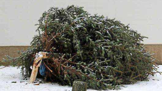 Sturm-Opferchen: Seit Freitag ist der Christbaum vor der Kirche im Eberner Stadtteil Reutersbrunn ganz schön geknickt. Auch den Stettfelder Christbaum - ein großer Bursche - erwischte es. Foto: Ralf Kestel