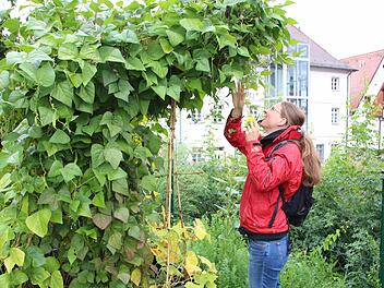 Die Bohnenpflanzen haben sich im Stadtgarten an der Roten Mauer so gut entwickelt, dass sich Ulrike Eichler zum Ernten strecken muss.