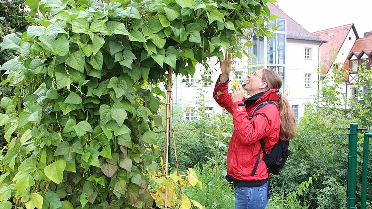Die Bohnenpflanzen haben sich im Stadtgarten an der Roten Mauer so gut entwickelt, dass sich Ulrike Eichler zum Ernten strecken muss.