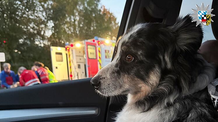 Kalchreuth: Sechs Stunden im Wald gelegen - Treuer Hund weicht verunglücktem Senior nicht von der Seite