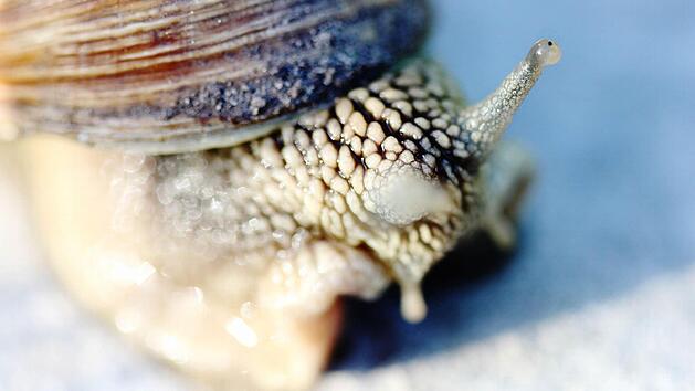 In Erdspalten verkriechen sich gerne Schnecken, die ihre Eier in den Boden legen. Bild: Lea Schreiber