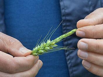 Eine Getreideähre, Produkt eines Berufs, der laut Verband für landwirtschaftliche Fachbildung heute zwischen Handwerk und kaufmännischen Ansprüchen steht und ein umfangreiches Wissensspektrum erfordert Foto: Ronald Rinklef/Archiv