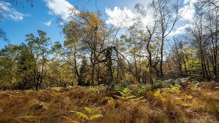 Nationalpark Hunsrück-Hochwald