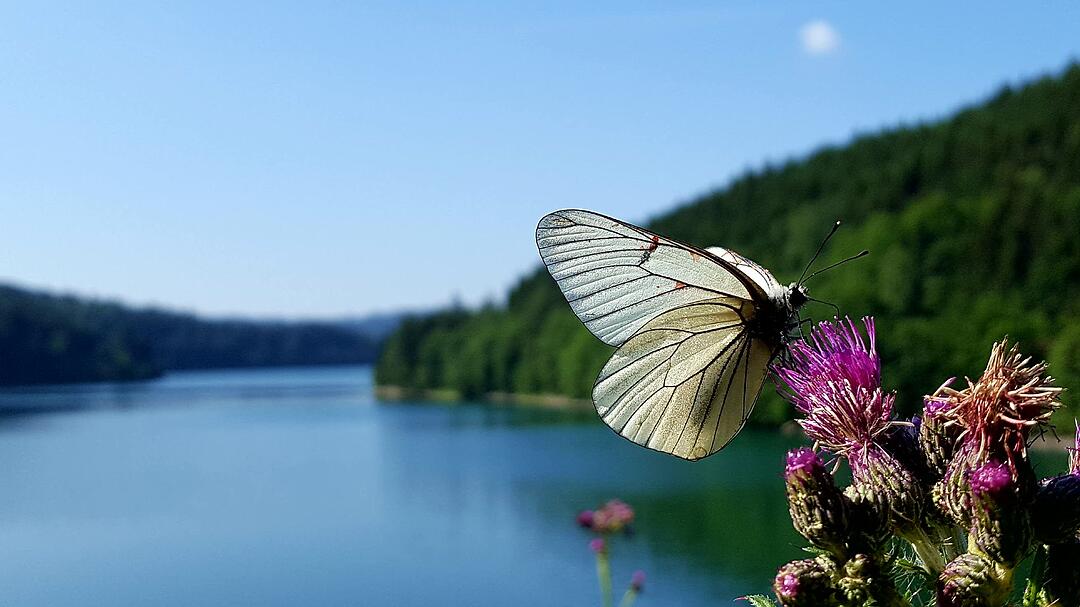 Die schönsten Sommerfotos aus Kronach und Umgebung