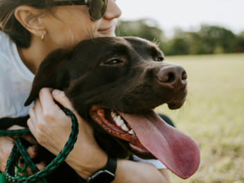 Entspannt reisen mit Hund: Packliste, Transport und die richtige Unterkunft
