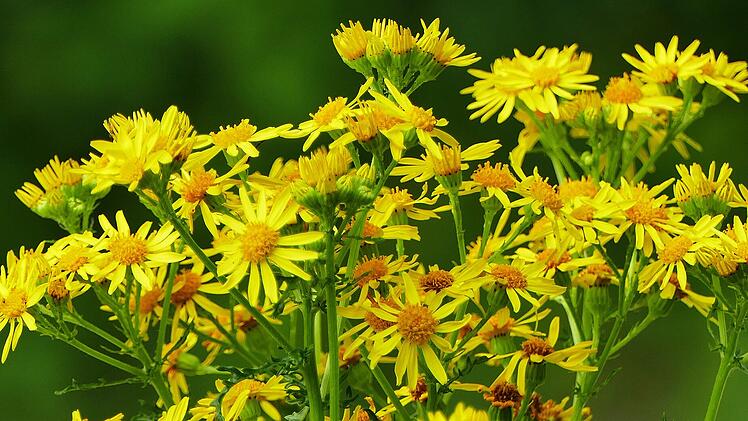 Alle Pflanzenteile des Jakobs-Kreuzkraut sind giftig, besonders die Blüten.