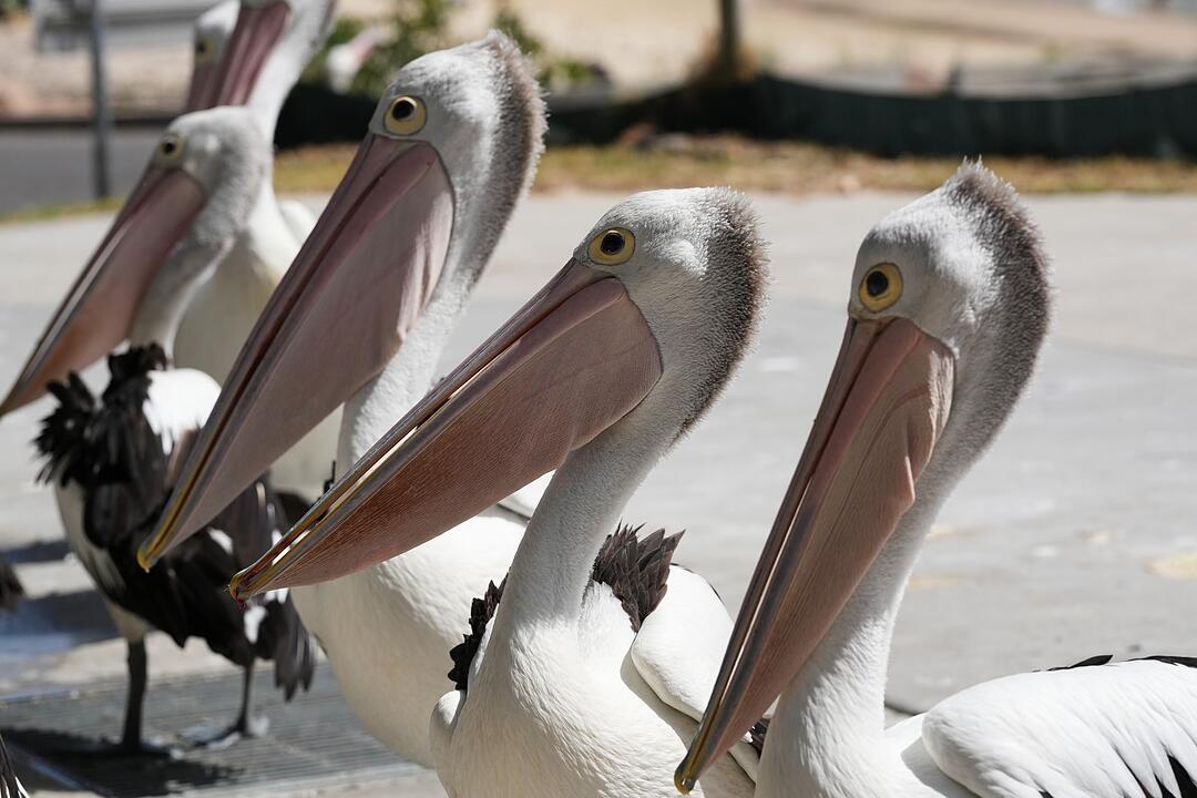 Pelikane in Australien