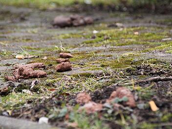 Das stinkt zum Himmel: Hundehaufen sorgen für Ärger. Foto: Ulrike Müller