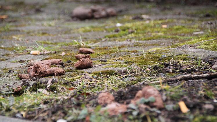 Das stinkt zum Himmel: Hundehaufen sorgen für Ärger. Foto: Ulrike Müller