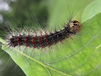 Eine Raupe des Schwammspinners.  Amt f&uuml;r Ern&auml;hrung, Landwirtschaft und Forsten