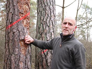 Jörg Mäckler zeigt Kiefern, die wegen des Borkenkäferbefalls gefällt werden müssen.  Foto: Thomas Malz