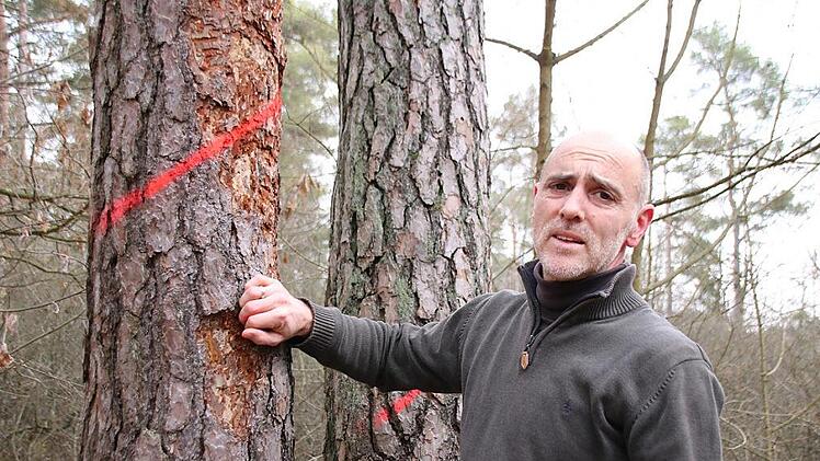 Jörg Mäckler zeigt Kiefern, die wegen des Borkenkäferbefalls gefällt werden müssen.  Foto: Thomas Malz