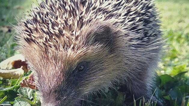 Mit einer  Ration Katzennassfutter kann man zu leichte Igel füttern.  Foto: Björn Hein