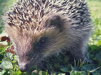Mit einer  Ration Katzennassfutter kann man zu leichte Igel f&uuml;ttern.  Foto: Bj&ouml;rn Hein