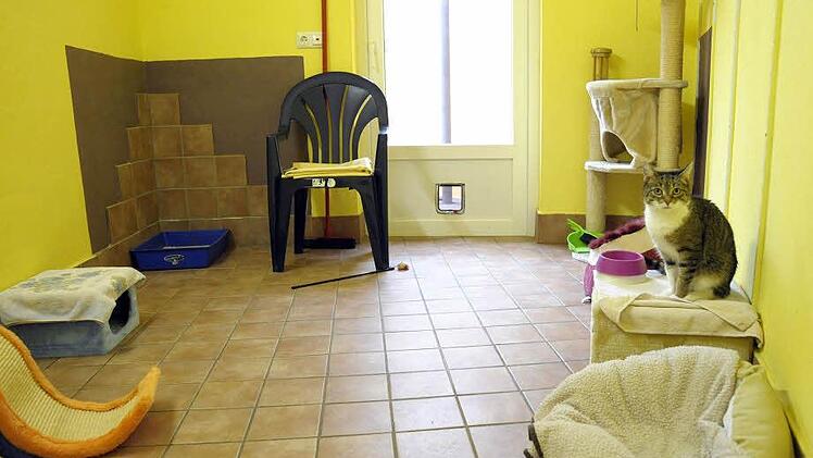 Diese Problemkatze benötigt ein ganzes Zimmer für sich.