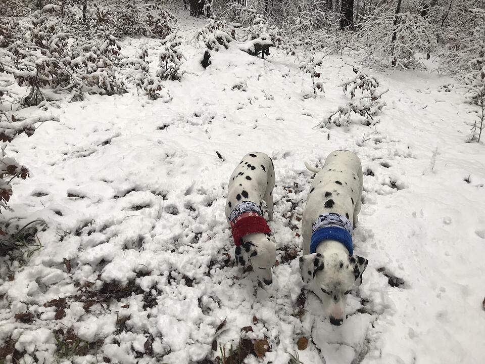Leserbilder: Der erste Schnee in Franken