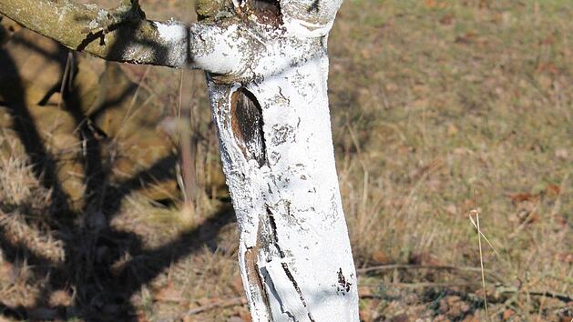Bäume im Winter schützen: Hier ist der Obstbaum bereits aufgeplatzt - trotzdem ist der Anstrich wichtig. Foto: Josef Schröder