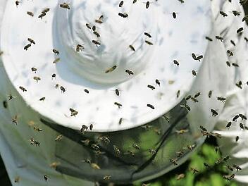 Ein von Bienen umschwirrter Imker  Foto: Peter Steffen/ dpa