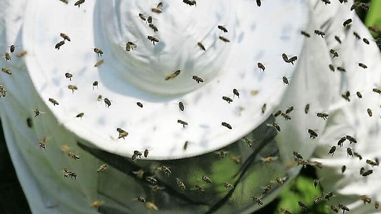 Ein von Bienen umschwirrter Imker  Foto: Peter Steffen/ dpa