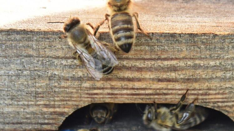 Bienen Foto: Gabi Arnold