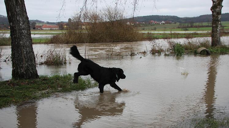 Der dreijährige Flat Coated Retriever Nietzsche hat Spaß im Wasser der Itz bei Hemmendorf. Eckehard Kiesewetter