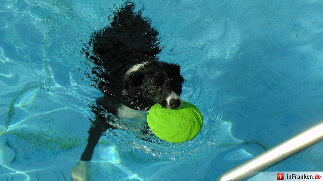 Hundebadetag im Freibad Eltmann