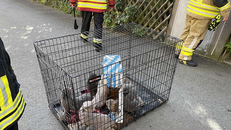 Zimmerbrand in Wohnhaus: Mehrere Katzen verendet