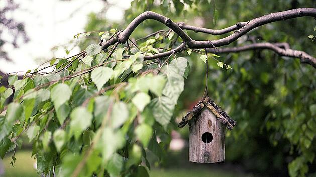 Was tun, wenn Nachbars Baum zu weit in den eigenen Garten ragt?