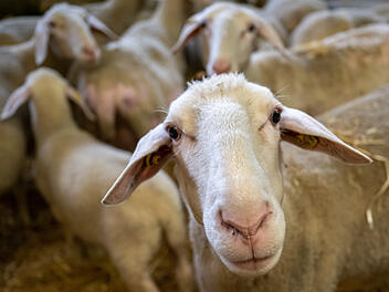 Schafe Blauzungenkrankheit