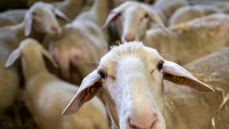 Schafe Blauzungenkrankheit