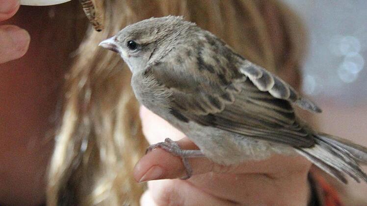 Der Spatz wird gefüttert.  Foto: Friedwald Schedel