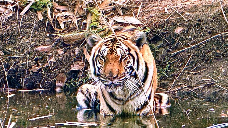 72 Tiger in Thailand verendet