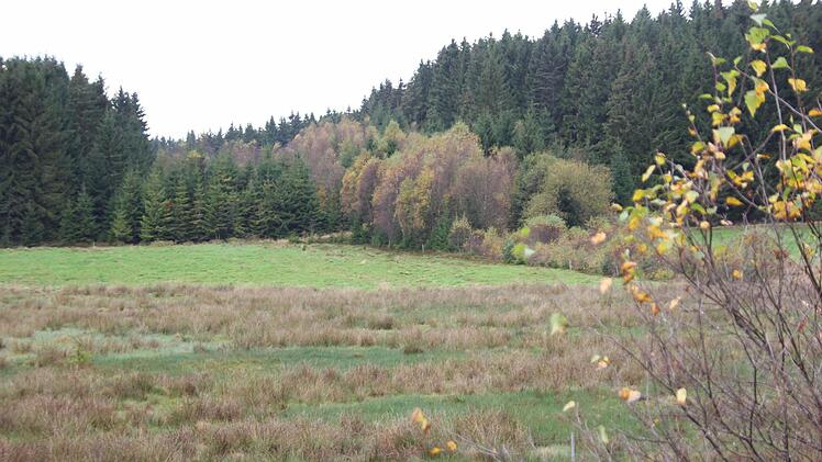 In dem Bereich, in dem die Bäume niedriger sind, verlief einst der Todesstreifen. Die DDR beseitigte damals jeglichen Aufwuchs. Doch die Natur holte sich in den vergangenen 25 Jahren ihr Terrain zurück.