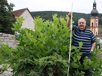 Mannshoch haben die drei Platanen im Kapellenweg wieder ausgetrieben. Roland Dressel sieht sich deshalb in seiner Meinung bestätigt, dass die Bäume eigentlich noch gesund waren. Foto: Ralf Ruppert