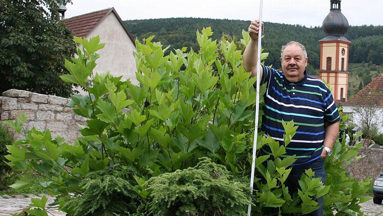 Mannshoch haben die drei Platanen im Kapellenweg wieder ausgetrieben. Roland Dressel sieht sich deshalb in seiner Meinung bestätigt, dass die Bäume eigentlich noch gesund waren. Foto: Ralf Ruppert
