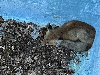 Ungew&ouml;hnlicher Einsatz in W&uuml;rzburg: Feuerwehr rettet Fuchs aus Pool