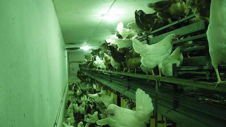 Das grüne Licht im Hühnerstall beruhigt die Hennen.