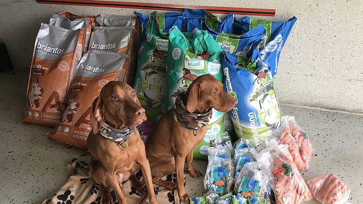 Die beiden Magyar Vizsla Duke und Sia "bewachen" die Futterspende für den Zirkus Henry.