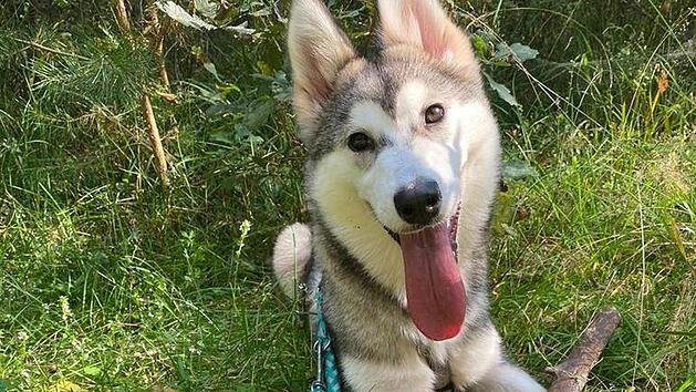 Tierheim N&uuml;rnberg: H&uuml;ndin Daisy ist krank