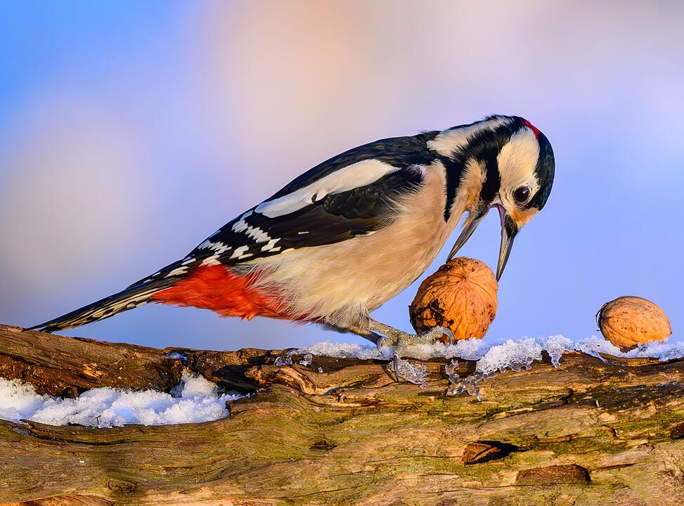 Nabu ruft bei Frost und Schnee zur Vogelz&auml;hlung auf