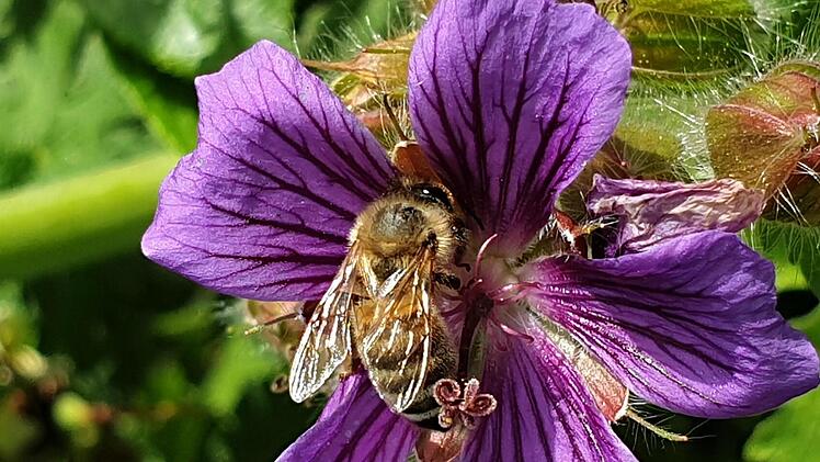 Vielfältige Blumen bieten Bienen reichlich Nahrung. Hier ist eine Storchschnabel-Blüte heiß begehrt.